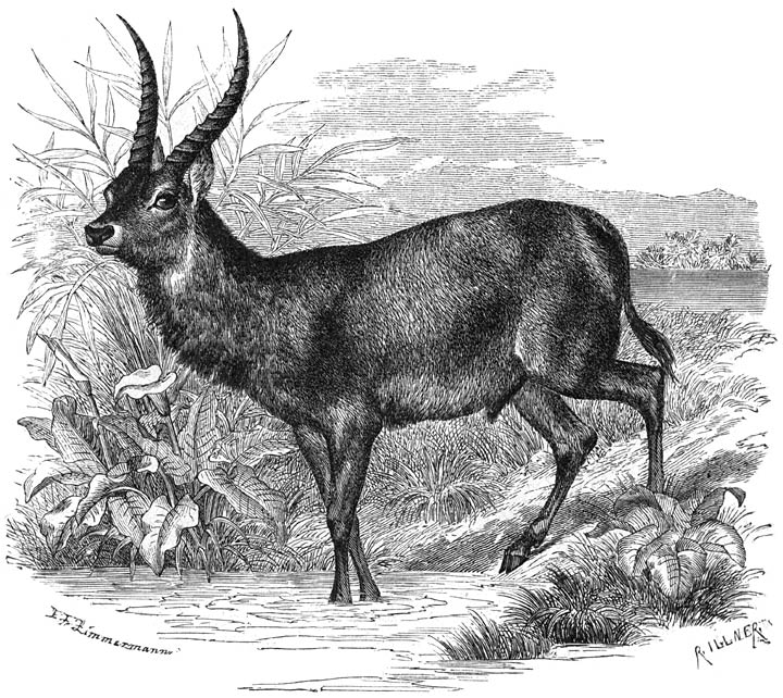 Waterbok (Kobus ellipsiprymnus). 1/18 v. d. ware grootte.