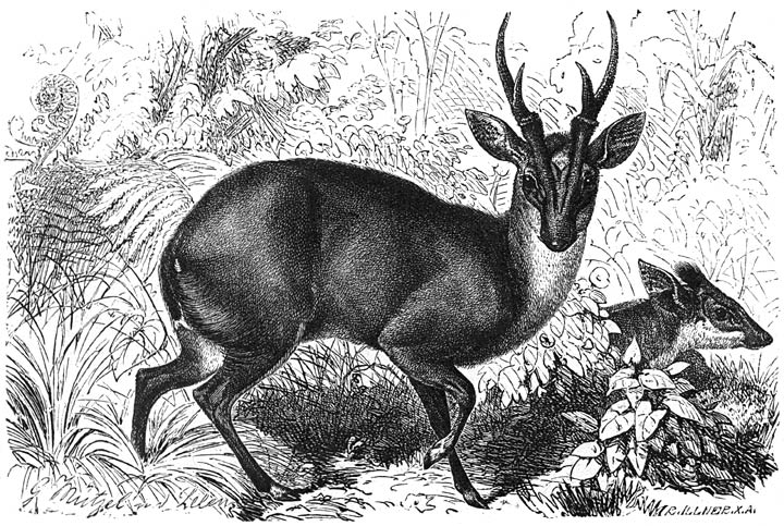 Muntsjak (Cervulus muntjac). 1/12 v. d. ware grootte.