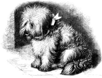 Skye Terrier