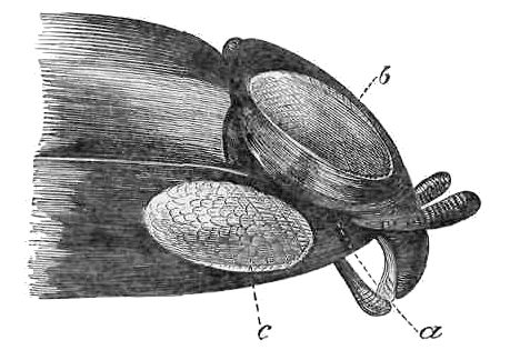 HEAD OF WHIRLIGIG BEETLE, MAGNIFIED. a. Mouth. b, c. Eye.