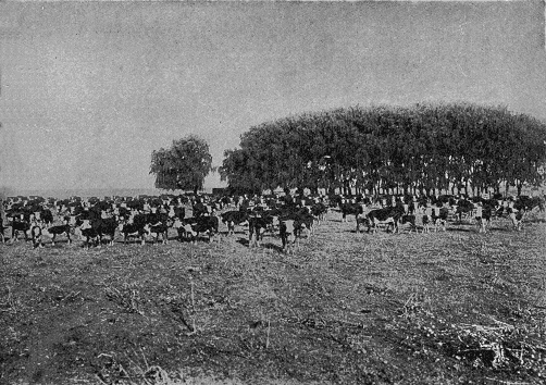 Ganado de una Estancia Argentina