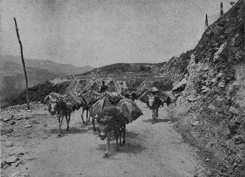 Mulas de Carga, los Andes