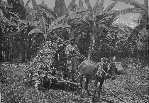 Recogiendo las Bananas de Costa Rica