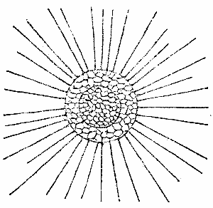 Fig. 6.—THE SUN INFUSORIUM (ACTINOPHRYS).