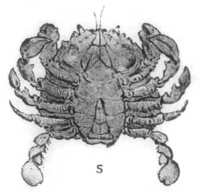 Fig. 5.—Full-grown Crab, under side, showing tail curled up.