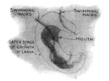 Fig. 3.—Young Starfish, third stage.