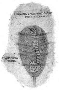 Fig. 6.-Young Rosy Feather-star.