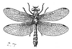 139. Nannophya bella.