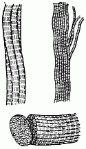 Muscle fibres highly magnified Bundle of fibres. Tubes of one fibre. Proper carving of fibres—across the grain.