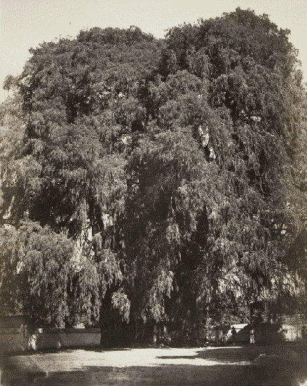 Arbre de Santa-Maria del Tule.