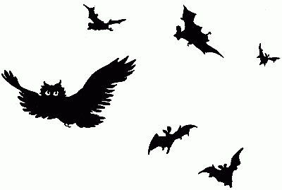 Owls and Bats