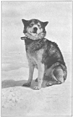 “Muk,” the author’s pet malamute.