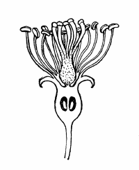 4. Longitudinal section of the flower.