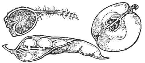 Different Kinds of Ovaries—Bean, Apple-Core, Poppy Pod