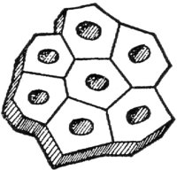 Cross-section of a Group of Wood Fibres