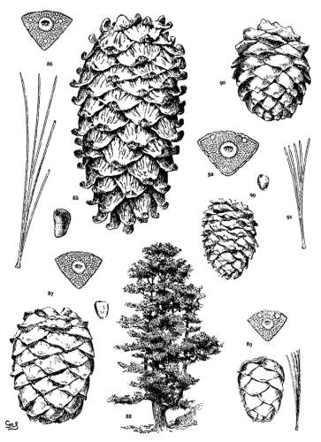 PLATE VIII. P. KORAIENSIS (85, 86), CEMBRA (87-88), ALBICAULIS (90-92)