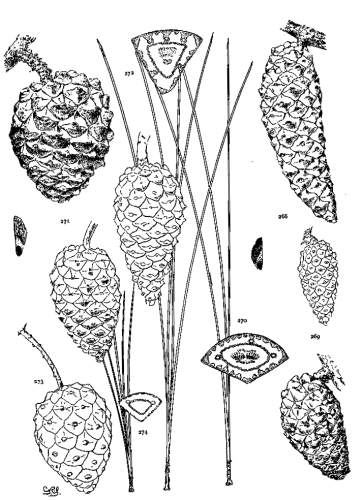 PLATE XXXI. P. PRINGLEI (268-270), OOCARPA (271-274)