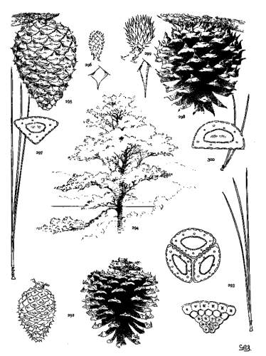 PLATE XXXIV. P. RIGIDA (292-294), SEROTINA (295-297), PUNGENS (298-300)