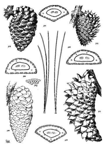 PLATE XXXVII. P. MURICATA (315, 316), ATTENUATA (317, 318), RADIATA (319-323)