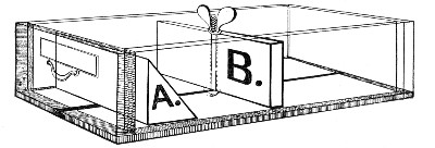 Fig. 105.—Medium box, showing alternative partitions A and B.