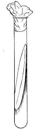 Fig. 118.—Sloped or slanted medium for streak or smear culture.