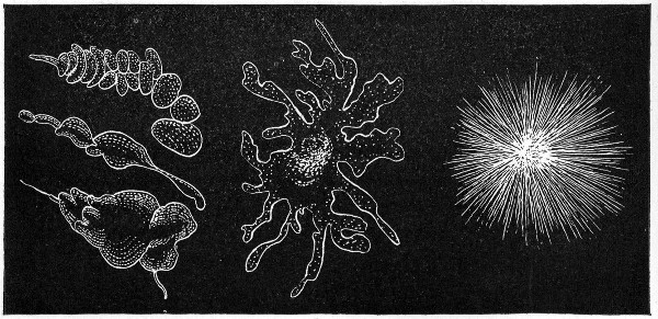 Fig. 141.—Types of colonies: a, Cochleate; b, amœboid; c, mycelioid.