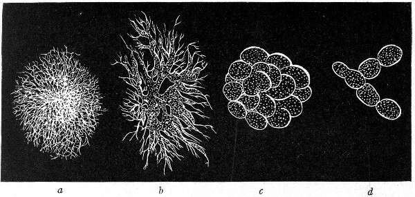 Fig. 142.—Types of colonies: a, Filamentous; b, rhizoid; c, conglomerate; d, toruloid.