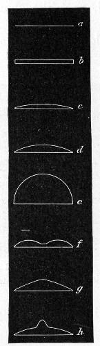 Fig. 143.—Surface elevation of colonies: a, Flat; b, raised; c, convex; d, pulvinate; e, capitate; f, umbilicate; g, conical; h, umbonate.