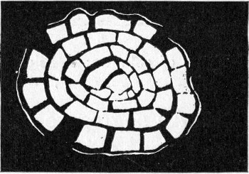 Fig. 144.—Types of colonies—alveolate.