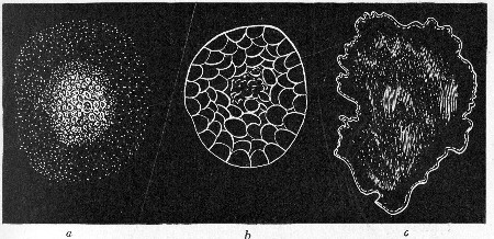 Fig. 145.—Types of colonies: a, Grumose; b, moruloid; c, clouded.