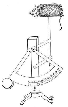 Fig. 167.—Mouse scales