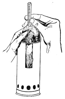 Fig. 176.—Taking guinea-pig's temperature.