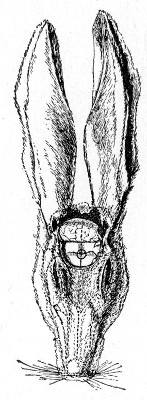 Fig. 188.—Intracranial inoculation of rabbit. The circle indicates the situation of the trephine hole.