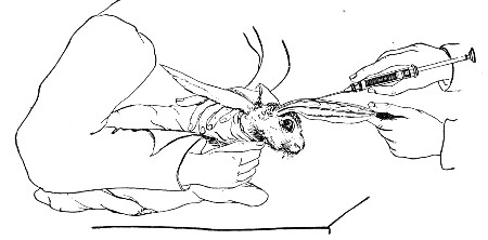 Fig. 189.—Intravenous inoculation.