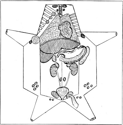 Fig. 201.—Back of post-mortem card.