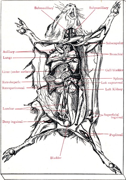 Fig. 215.—Cadaver of guinea-pig experimentally infected with B. tuberculosis.