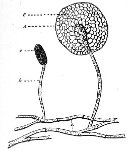 Fig. 77.—Mucor mucedo.