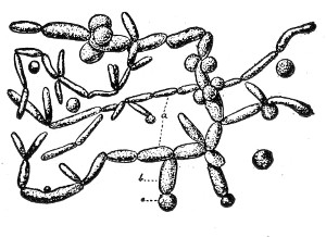 Fig. 82.—Torula.