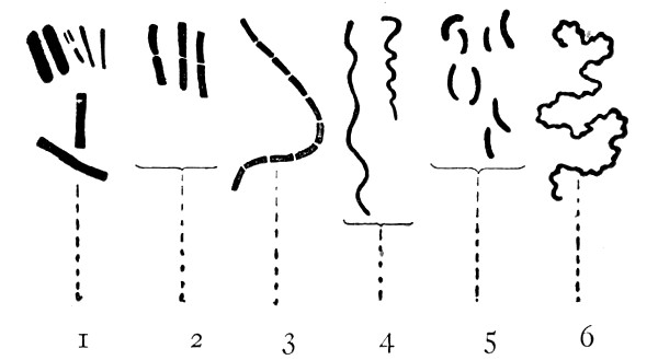 Fig. 84.—Types of bacteria—bacilli, etc.: 1, Bacilli; 2, diplobacilli; 3 streptobacilli; 4, spirilla; 5, vibrios; 6, spirochætæ.