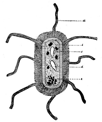 Fig. 85.—Dragrammatic sketch of composite bacterium to illustrate details of anatomical structure.