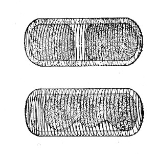 Fig. 86.—Plasmolysis.