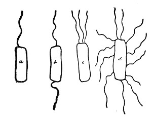 Fig. 87.—Types of ciliation.