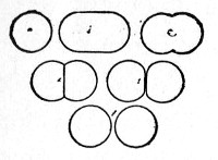 Fig. 88.—Fission o£ cocci.