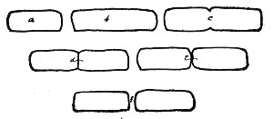 Fig. 89.—Fission of bacteria.