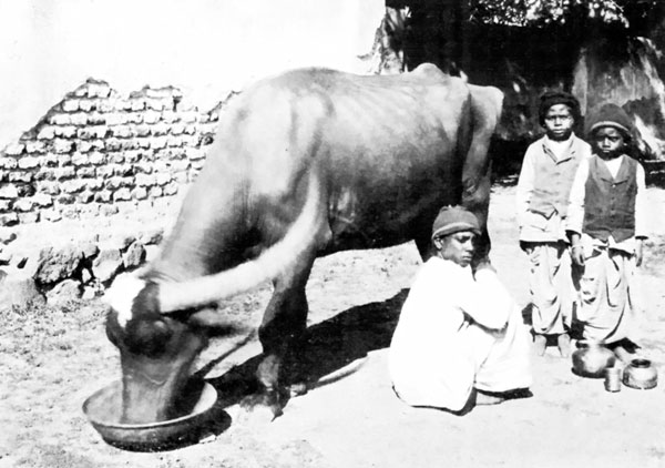 Milking the Buffalo.