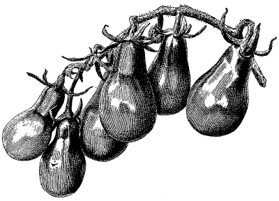 FIG. 7—PEAR-SHAPED TOMATO