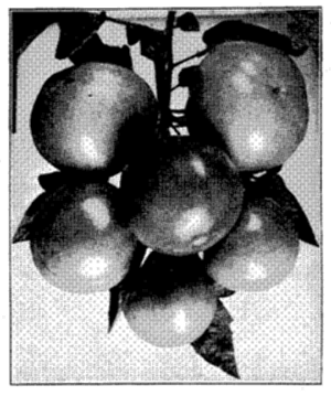 FIG. 11—TYPICAL BUNCH OF MODERN TOMATOES Contrast with Figs. 9 and 10