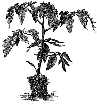 FIG. 25—READY TO TRANSPLANT IN GREENHOUSE (Redrawn from   photo by New York Experiment Station)