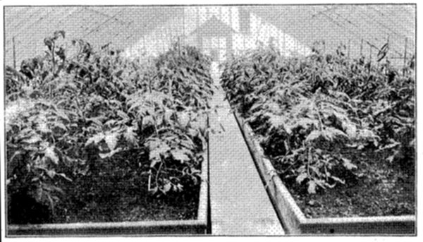 FIG. 26—TRAINING YOUNG TOMATOES IN GREENHOUSE AT NEW YORK EXPERIMENT STATION (Photo by courtesy Prof. U. P. Hedrick)