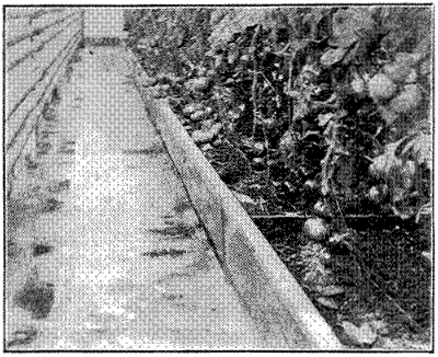 FIG. 28—FORCING TOMATOES IN GREENHOUSE AT NEW HAMPSHIRE EXPERIMENT STATION